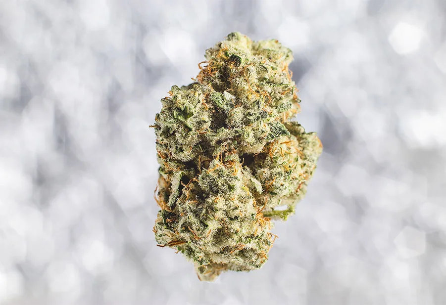 THCa-flower-info